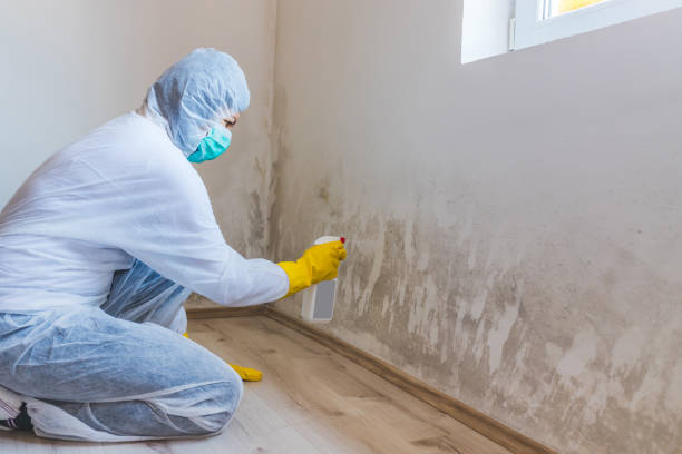 Professional mold removal team in Efland