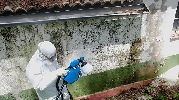 Mold Remediation service in Efland, Efland, NC